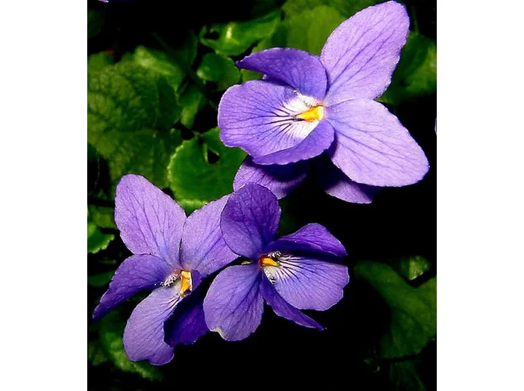 amarillis viola-1