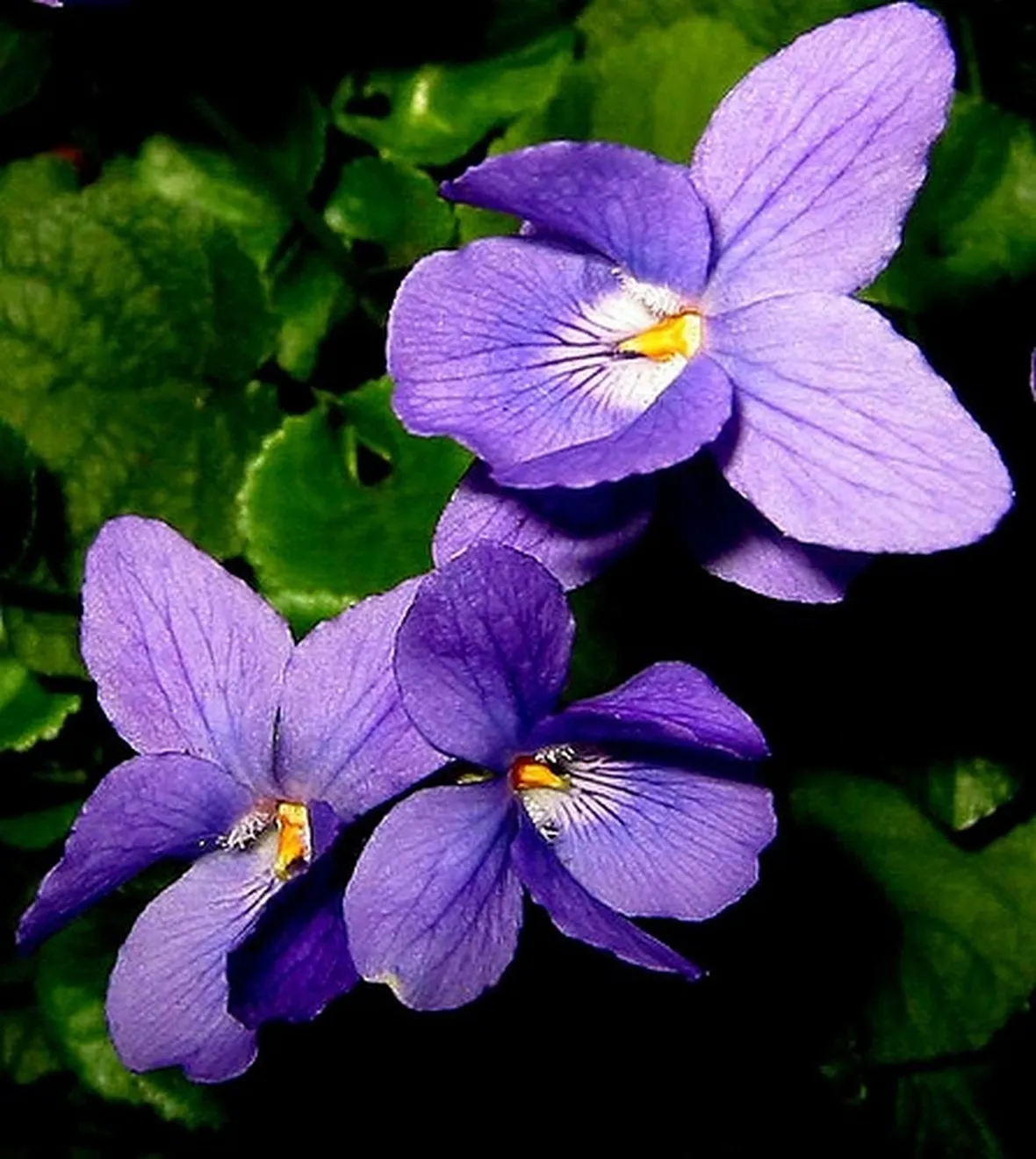 amarillis viola-1