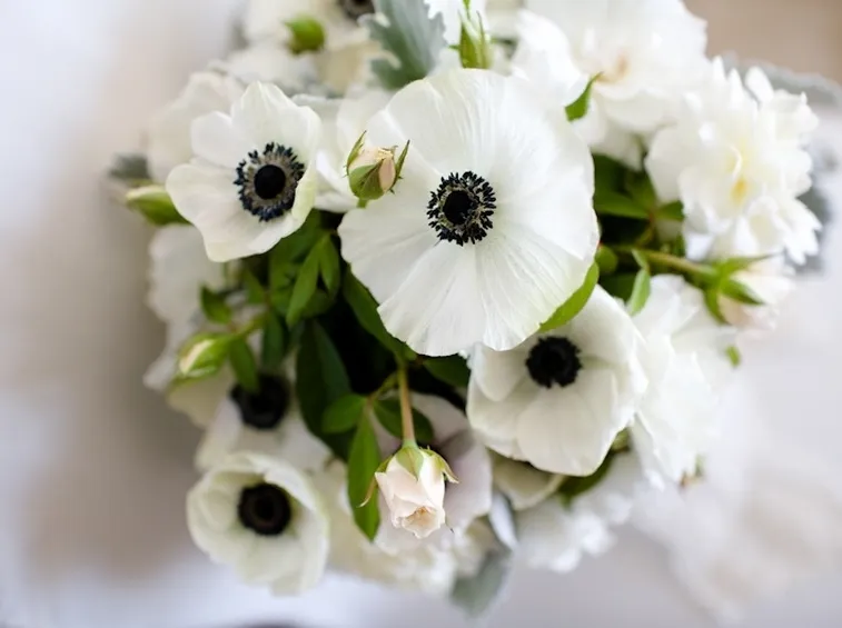 anemoni colorati