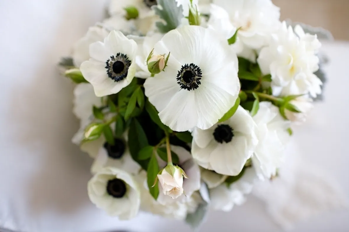 anemoni colorati