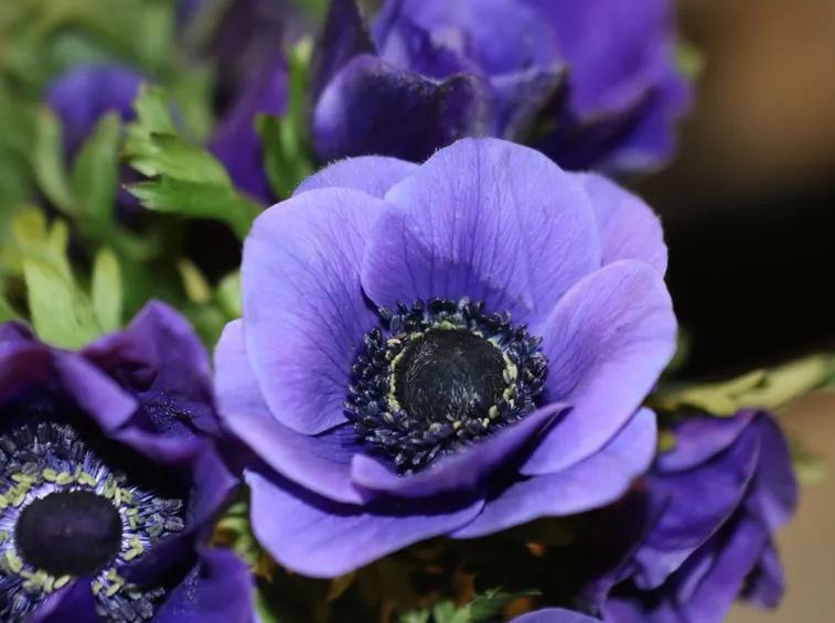 anemoni viola