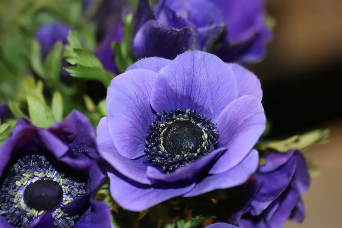 anemoni viola