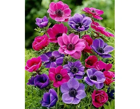 anemoni viola