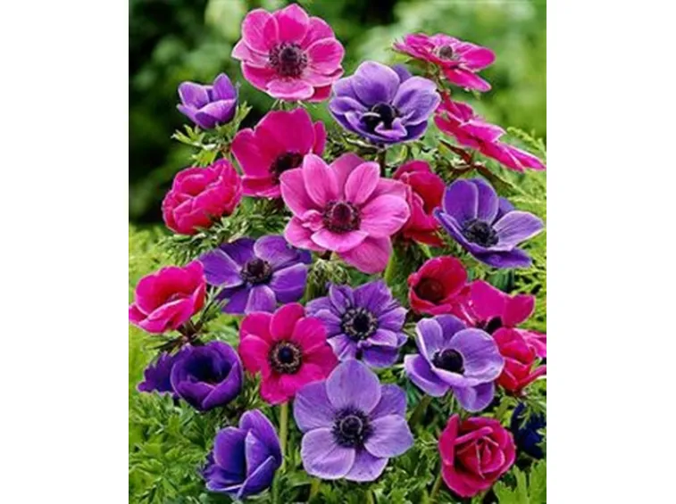 anemoni viola