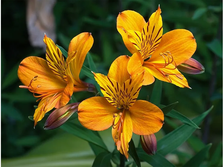 astromeria viola-1
