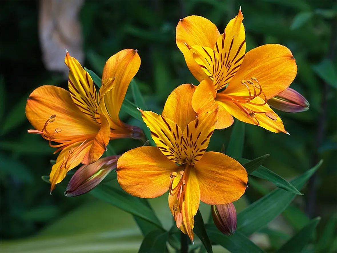 astromeria viola-1