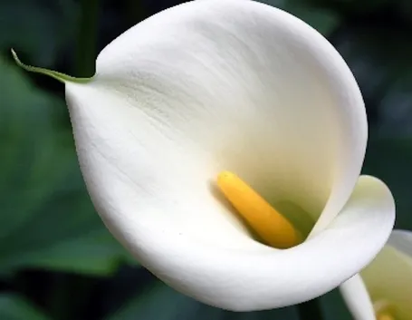 bouquet bianche a gamdo medio