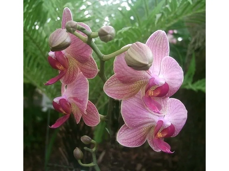 Orchidee