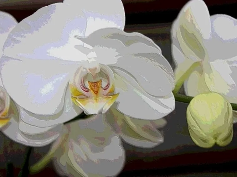 Risposta : orchidee