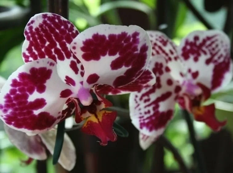 Orchidee in appartamento