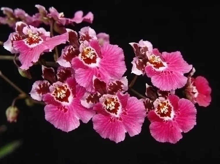 Trattamento generale orchidee dendrobium