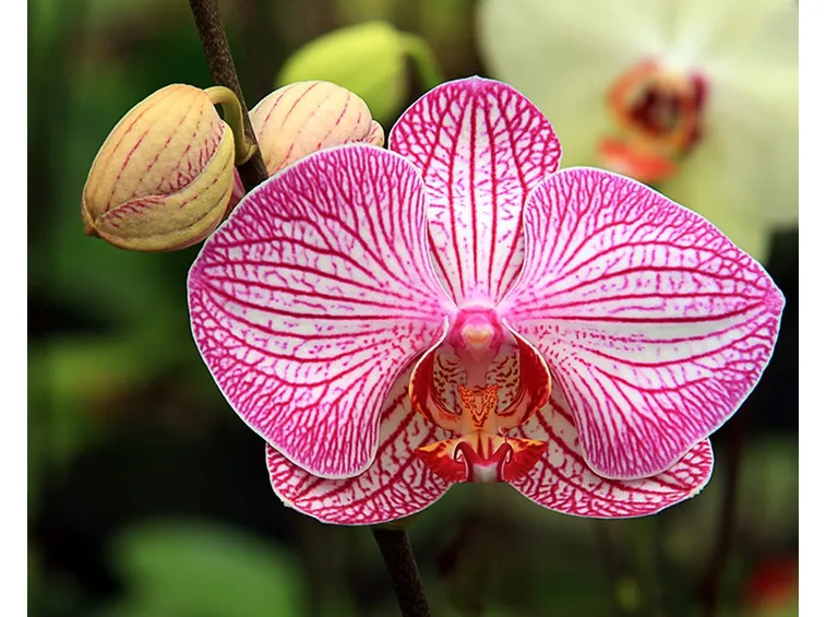 Domanda : orchidee