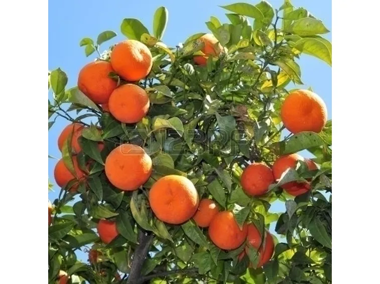 Arancio degli osagi