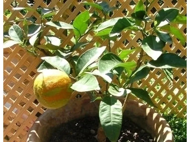 Arancio