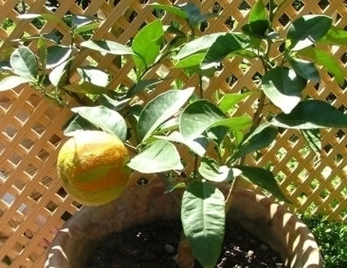 Arancio