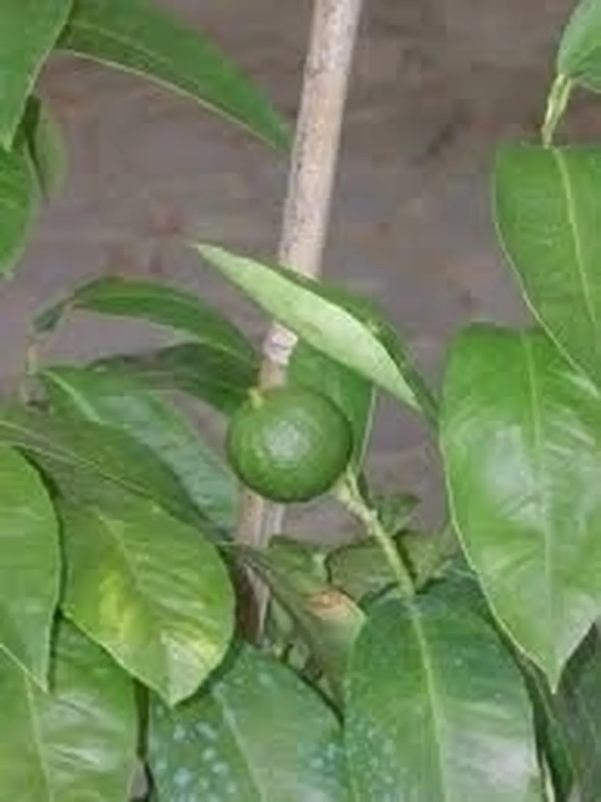 Bergamotto-7