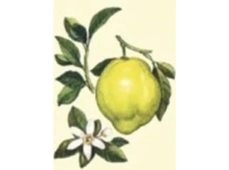 Cedro-8