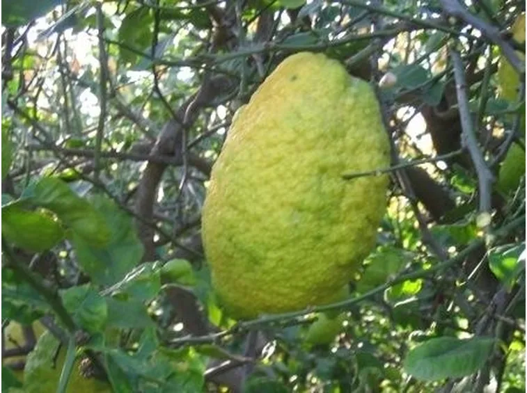 Cedro-9