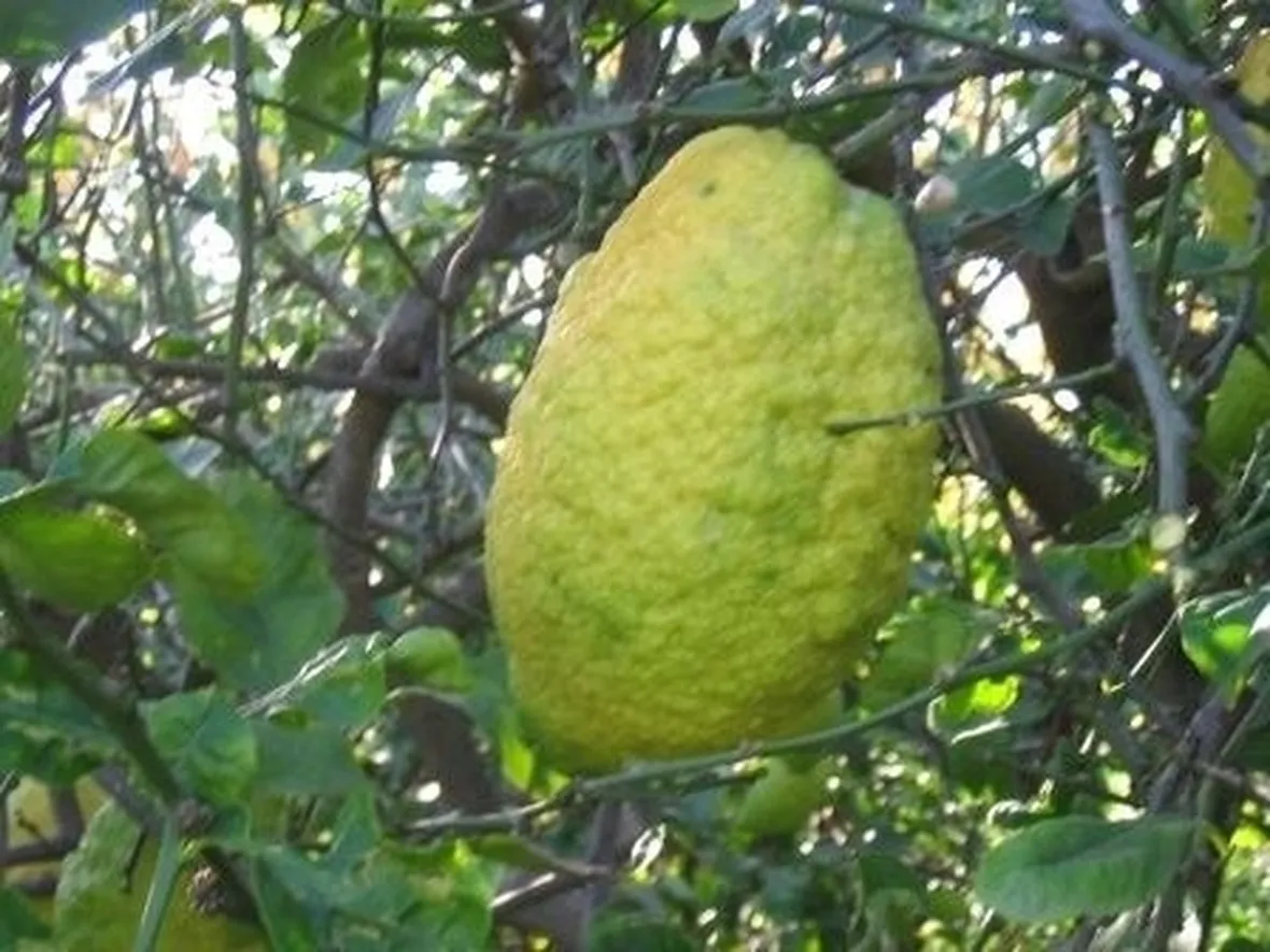 Cedro-9