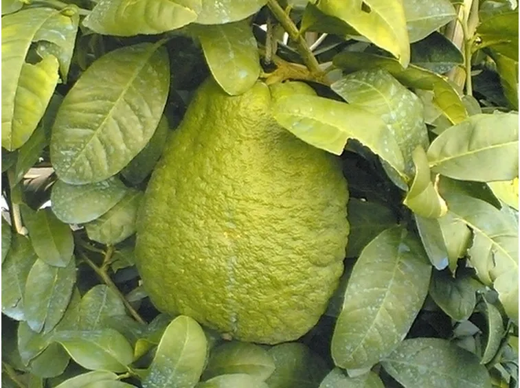 Cedro