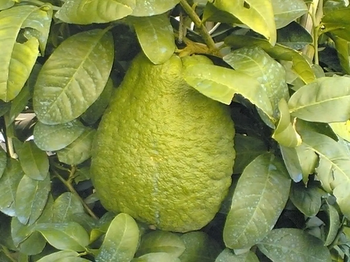 Cedro