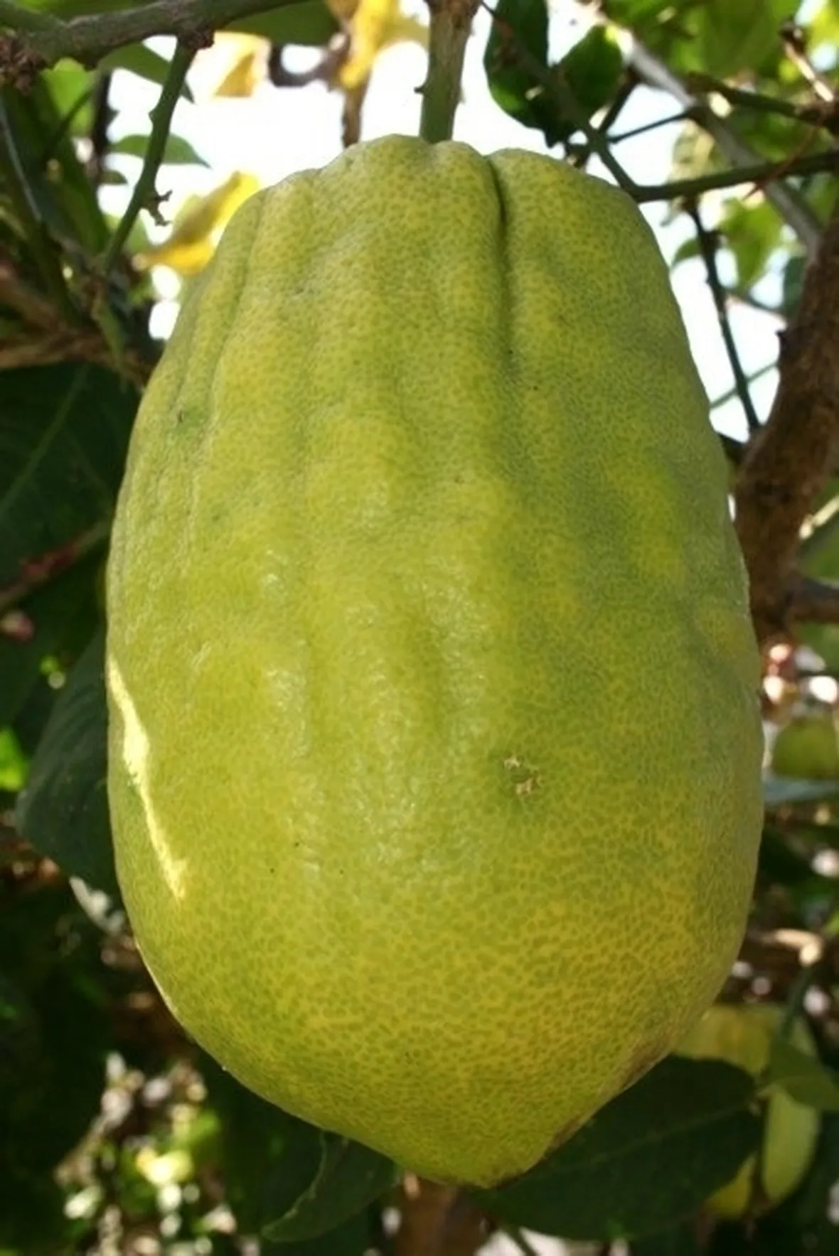 Cedro