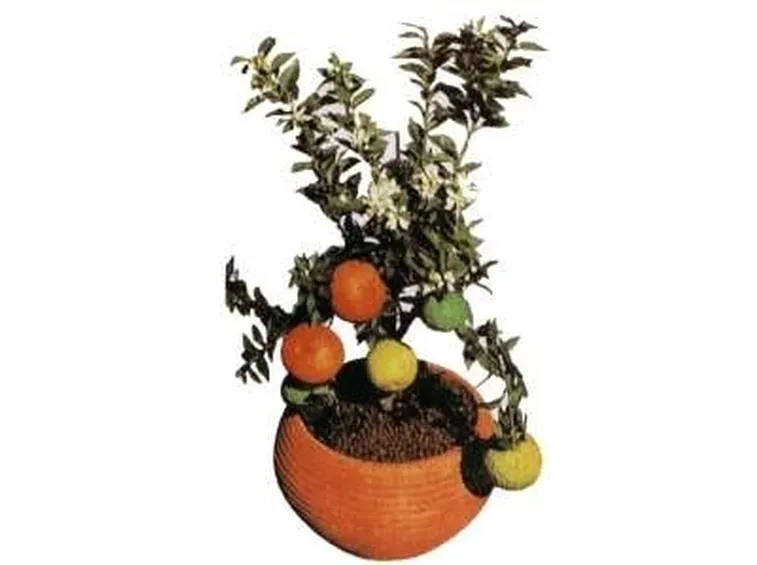 Chinotto-1