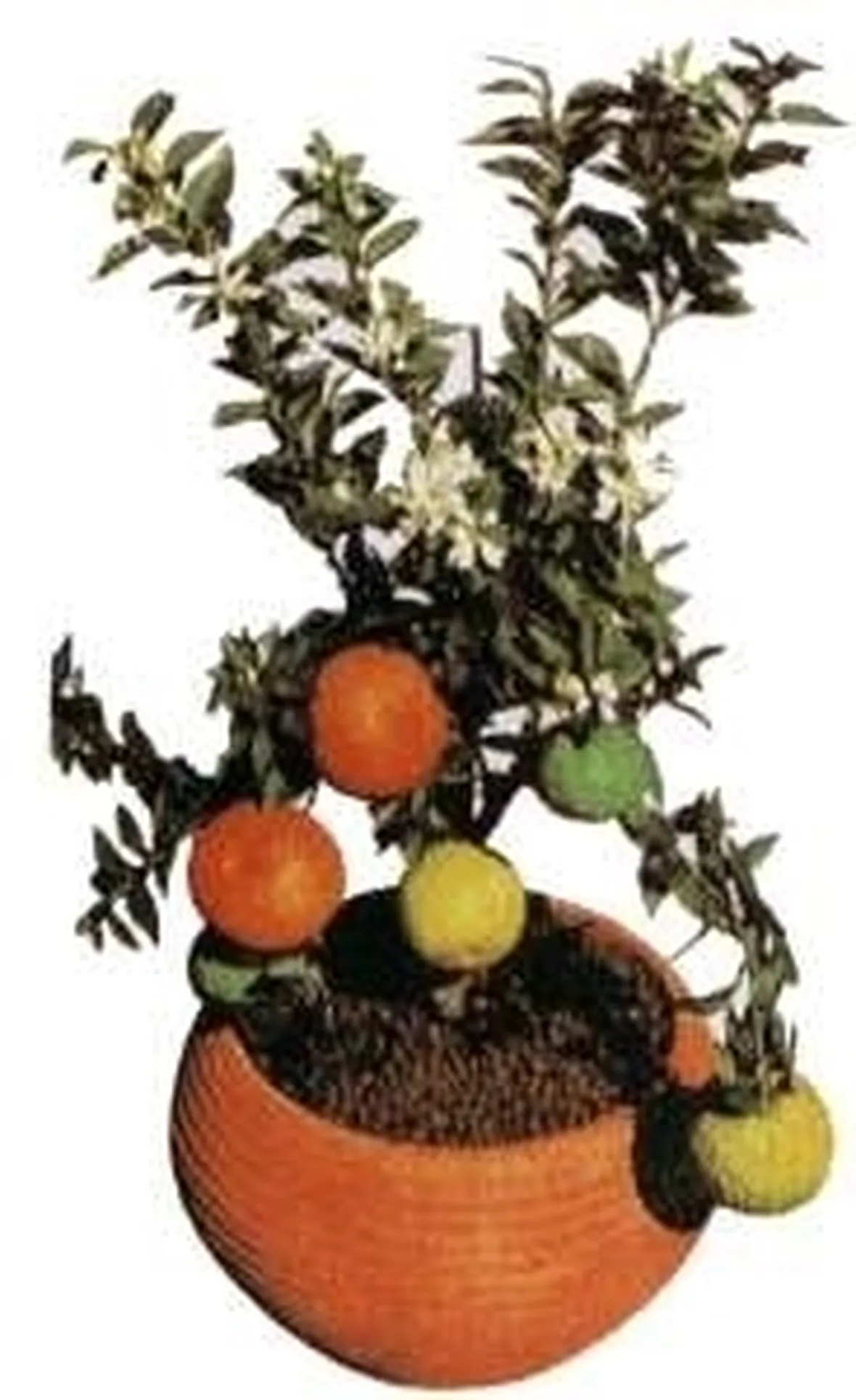 Chinotto-1