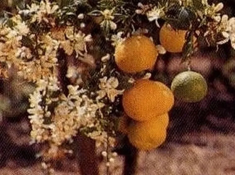Chinotto-2
