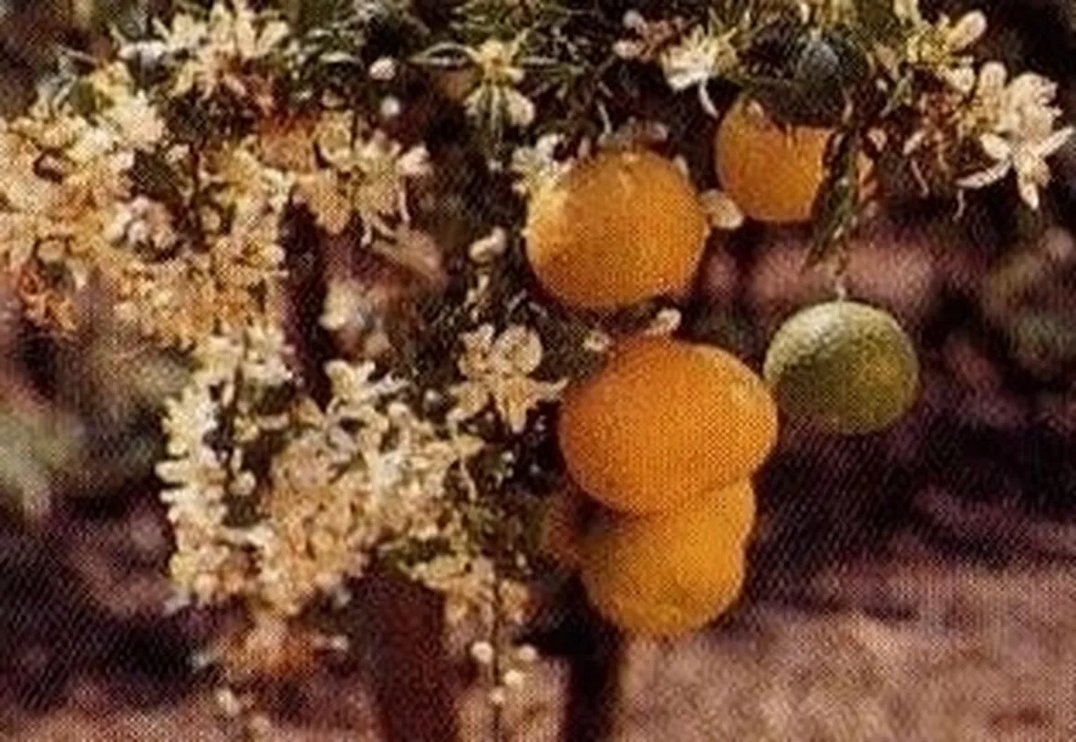 Chinotto-2
