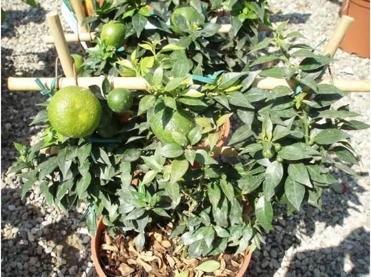 Chinotto-3