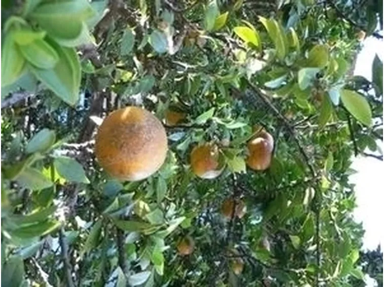 Chinotto-5