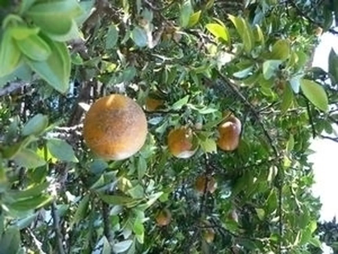 Chinotto-5