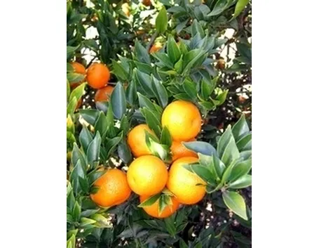 Chinotto-6