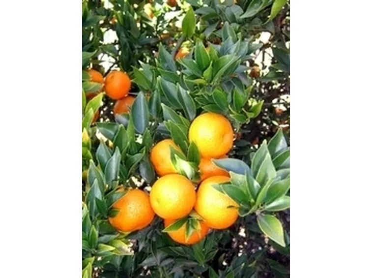 Chinotto-6