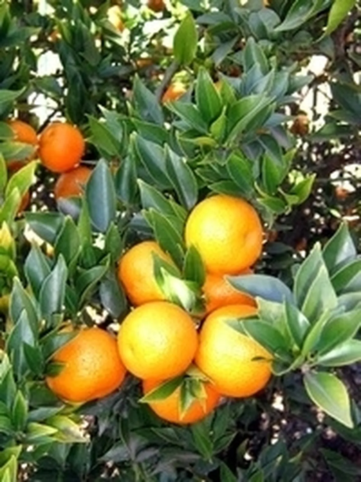 Chinotto-6