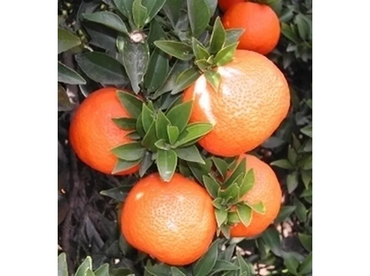Chinotto-9