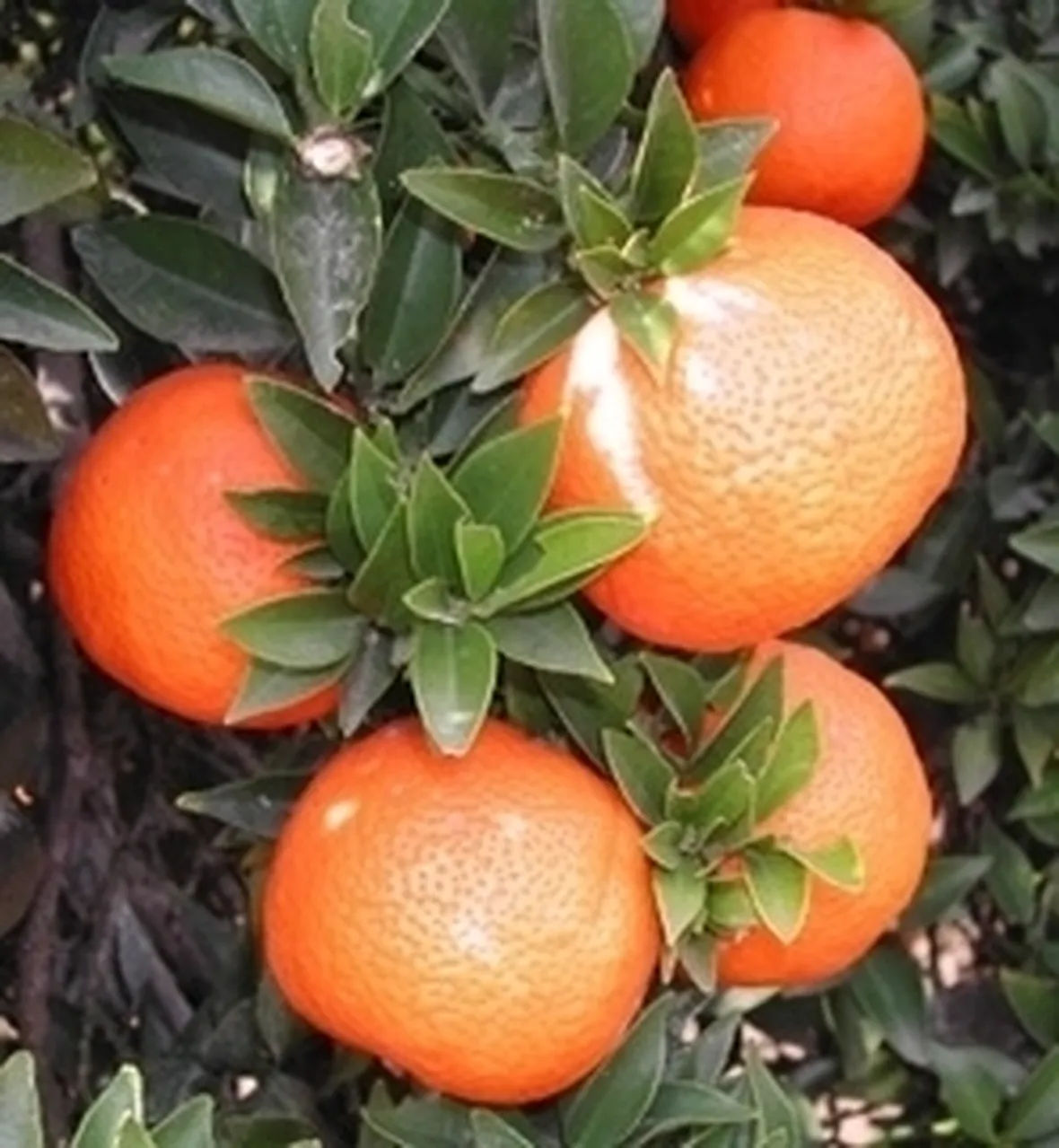 Chinotto-9
