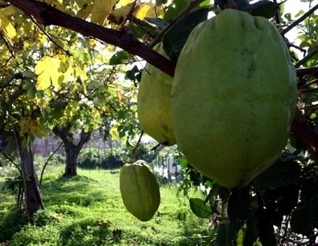 Coltivare il cedro