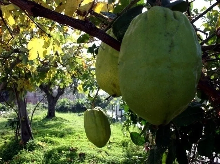 Coltivare il cedro