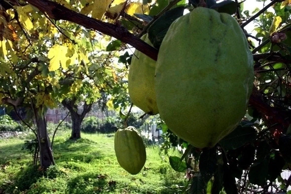 Coltivare il cedro
