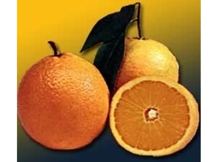 Domanda : albero arancio