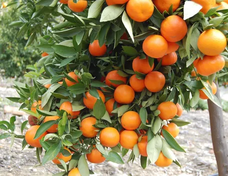 Domanda : foglie mandarino