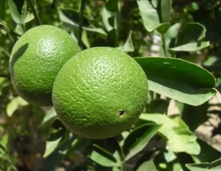 Gli spinaci nell’alimentazione