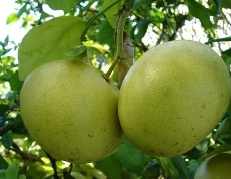 I benefici del pompelmo