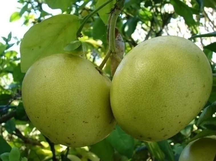 I benefici del pompelmo