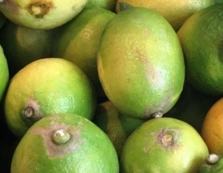 Il cedro in erboristeria