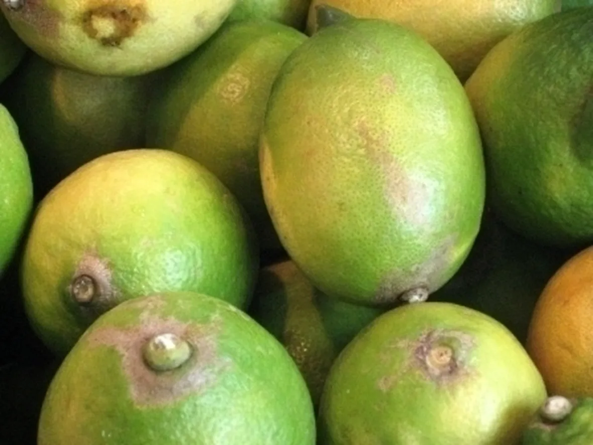 Il cedro in erboristeria