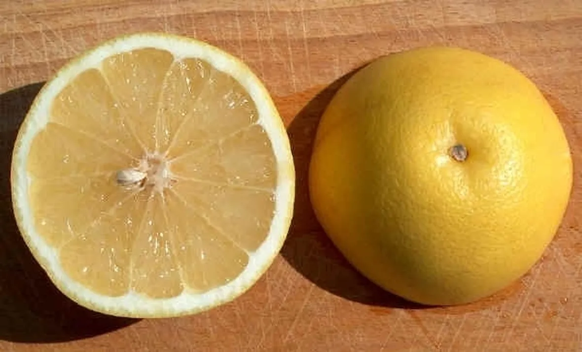 Il Pompelmo Generalità