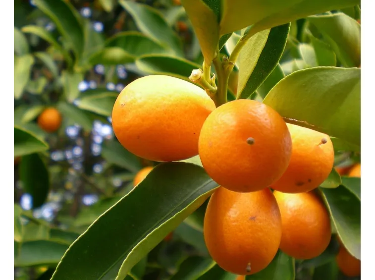 Kumquat-9